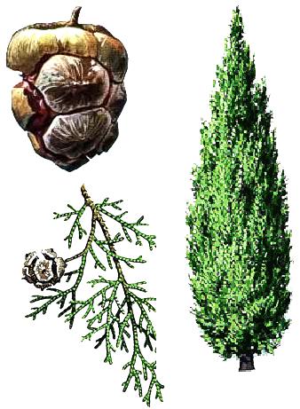 Cypress f